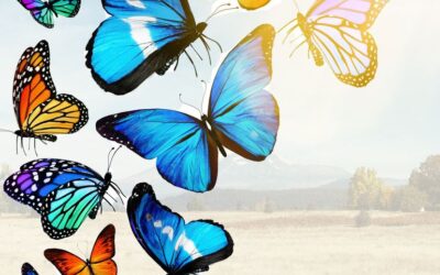 Krise – Persönlichkeitsentwicklung zum Schmetterling